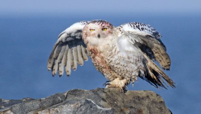 2011 11 13_FLEUVE_0513--Harfang rouillé-900.jpg