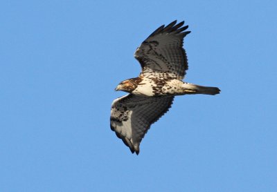 buse_2012 01 02_0092--buse-900_modifié-1.jpg