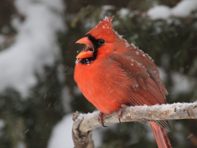 2012-01-13  - cardinal