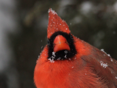 2012-01-13  -cardinal avec flocon en toile