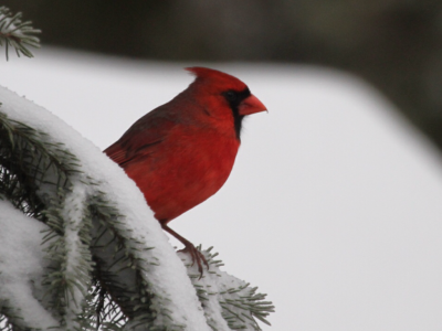 cardinal