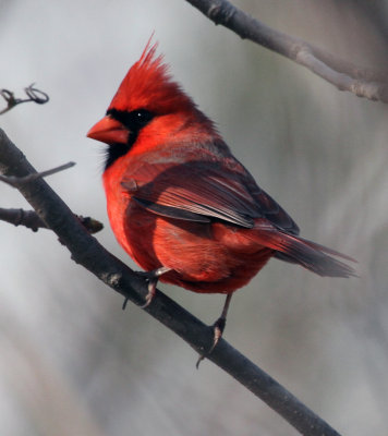 cardinal_2012 05 02_0090-800.jpg