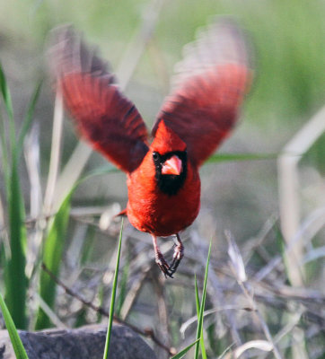 bruants-_2012 05 06_0107--cardinal-800.jpg