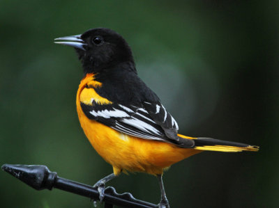 CHEZ NOUS_2012 05 18_0671--doriole-800.jpg