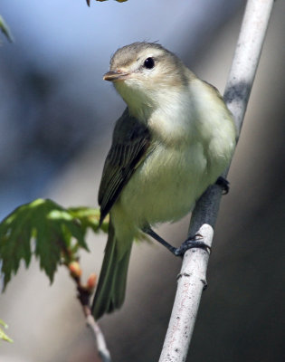 maison_2012 05 11_0267--vireo-800.jpg