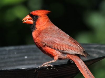 cardinal