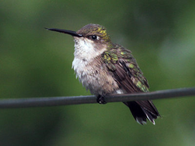 maison_2012 07 22_0060--colibri-800.jpg