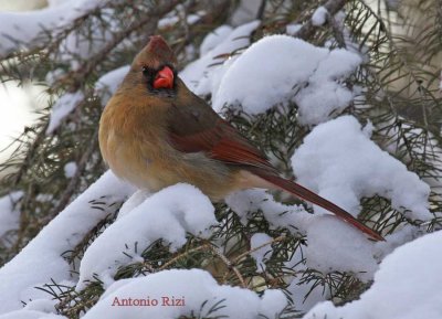 IMG_0029-cardinal femelle-900-ar.jpg