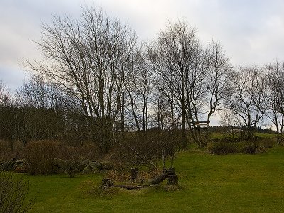 back yard