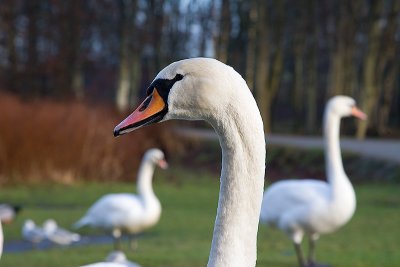 goose