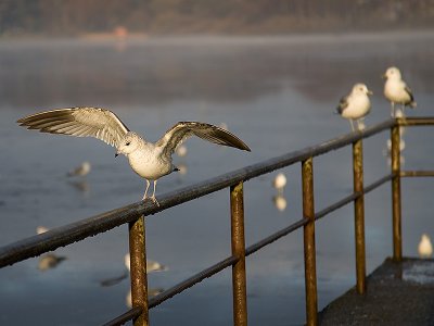 seagulls