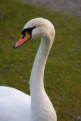 goose
