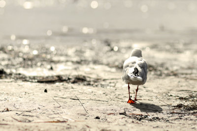 Spread Your Wings