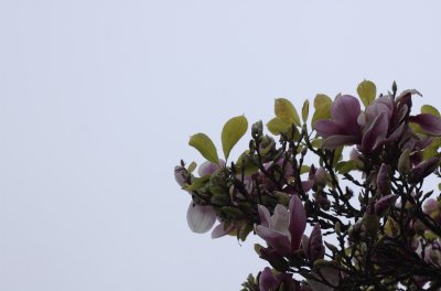 DSC_0036.jpg