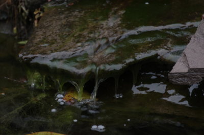 DSC_0052.jpg