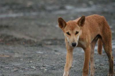 Dingo on site