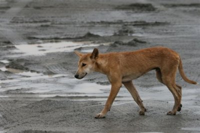 Dingo on site, not that close