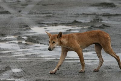 Dingo on site , full stride
