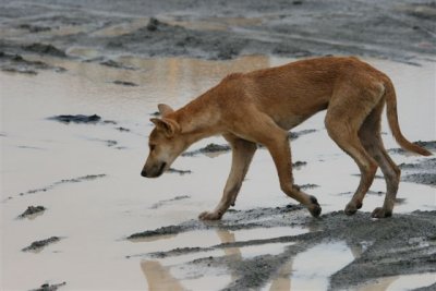 Dingo on site , what's hiding here?