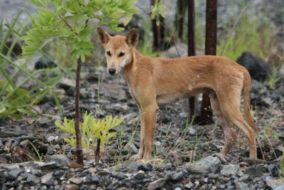 Dingo on site , I can see you!!