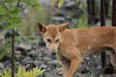 Dingo on site