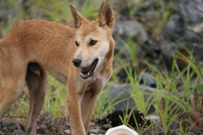 Dingo on site , mouth opening slowly