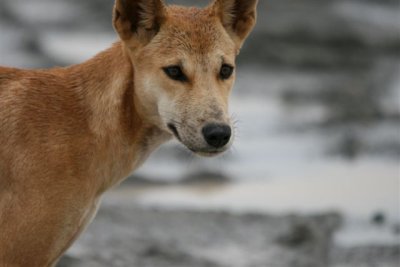 Dingo on site