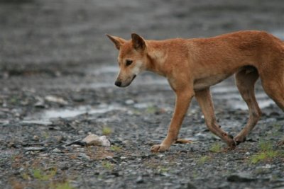 Dingo on site