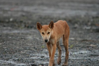 Dingo on site