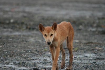 Dingo on site