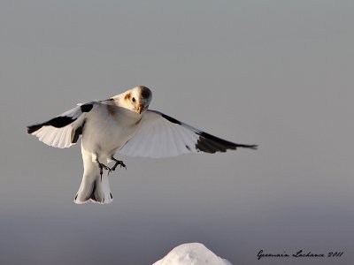 hiver-2010-2011