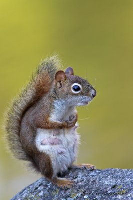 cureil roux