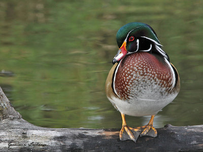 Canard branchu (mle)