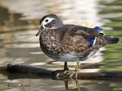 Canard branchu (femelle)