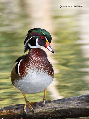 Canard branchu (mle)