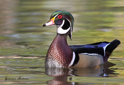 Canard branchu (mle)