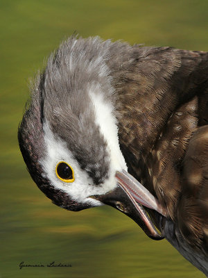 Canard branchu (femelle)