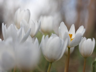 diversnature