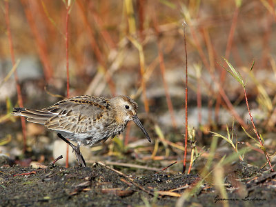 Bcasseau variable