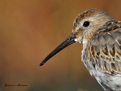 Bcasseau variable