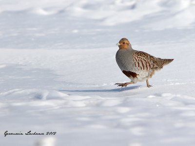 hiver-2011-2012