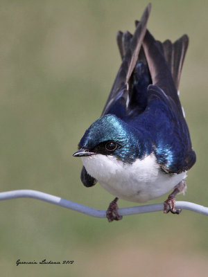 Hirondelle bicolore