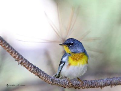 Paruline  collier