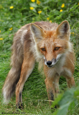 Renard roux