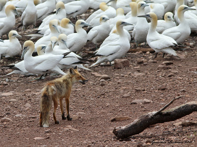Renard roux
