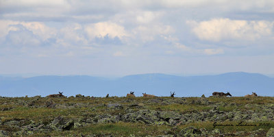 Caribou des bois