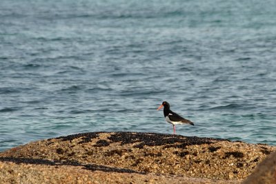 Pied Oystercatcher