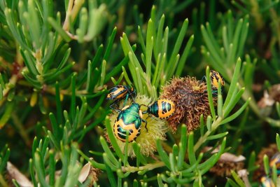 Jewel bugs