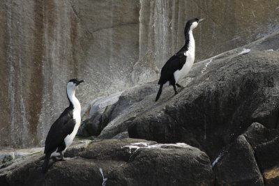 South Bruny Island - Cormorants