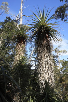 Mt Field National Park - Pandani
